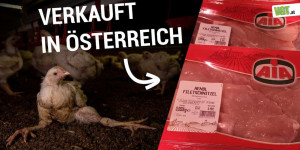 Beitragsbild des Blogbeitrags Aufgedeckt: Gequälte Hühner in viertgrößten Hühnermast-Konzern Europas | VGT Österreich 