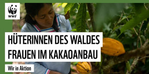 Beitragsbild des Blogbeitrags Frauen im Umweltschutz: Kleinbäuerinnen und Kakao-Anbau | WWF Deutschland 