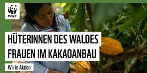 Beitragsbild des Blogbeitrags Frauen im Umweltschutz: Kleinbäuerinnen und Kakao-Anbau | WWF Deutschland