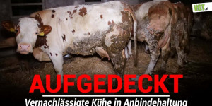 Beitragsbild des Blogbeitrags Angekettete Milchkühe müssen im eigenen Kot liegen | VGT Österreich 