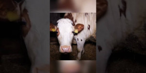 Beitragsbild des Blogbeitrags Aufgedeckt: Vernachlässigte Kühe in Anbindehaltung #short | VGT Österreich