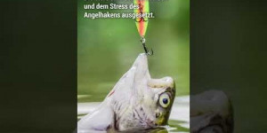 Beitragsbild des Blogbeitrags Wusstest du… dass die Angelfischerei Tierquälerei ist? | VGT Österreich