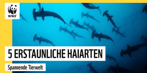 Beitragsbild des Blogbeitrags 5 Erstaunliche Haiarten | WWF Deutschland 