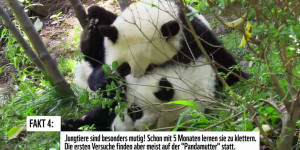 Beitragsbild des Blogbeitrags 5 Fakten – Darum sind Pandas so einzigartig! | WWF Österreich