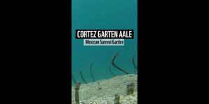 Beitragsbild des Blogbeitrags Diese Tiere sehen aus wie Außerirdische, sind aber Garten Aale (Mexican pale green eels dance)
