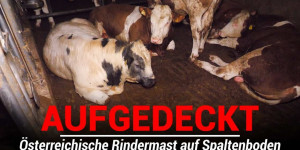 Beitragsbild des Blogbeitrags Das Tierleid in der österreichischen Rindermast | VGT Österreich 