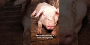 Beitragsbild des Blogbeitrags Wusstest du…? VOLLSPALTENBODEN | VGT Österreich