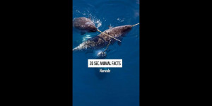 Beitragsbild des Blogbeitrags Warum haben Narwale Hörner? Wie jagen sie? Fakten über die Einhörner des Meeres 