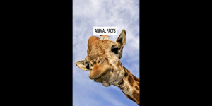 Beitragsbild des Blogbeitrags Wie groß ist eine Giraffe? Und wie viel isst sie pro Tag?  
