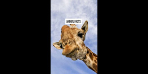 Beitragsbild des Blogbeitrags Wie groß ist eine Giraffe? Und wie viel isst sie pro Tag?