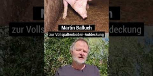 Beitragsbild des Blogbeitrags Soll die Schweinehaltung so aussehen? #short | VGT Österreich 