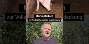 Beitragsbild des Blogbeitrags Soll die Schweinehaltung so aussehen? #short | VGT Österreich