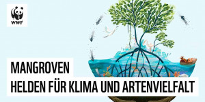 Beitragsbild des Blogbeitrags Unterschätzte Überlebenskünstler – Warum Mangroven gut für Mensch, Tier und Klima sind | WWF Deutschland 