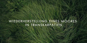 Beitragsbild des Blogbeitrags Wiederherstellung des ukrainischen Moores „Chorne Bagno“ | Naturschutzbund Deutschland