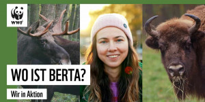 Beitragsbild des Blogbeitrags Wo ist Berta? Die Rückkehr von Elch und Wisent | WWF Deutschland 