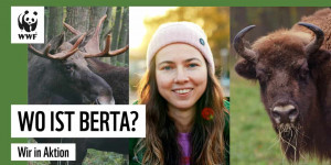 Beitragsbild des Blogbeitrags Wo ist Berta? Die Rückkehr von Elch und Wisent | WWF Deutschland