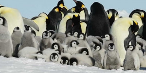 Beitragsbild des Blogbeitrags 5 Fakten – Darum sind Pinguine einzigartig | WWF Österreich 