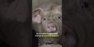 Beitragsbild des Blogbeitrags 1 Jahr Alt Tellin – 60.000 Schweine verbrannten