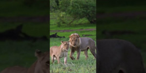 Beitragsbild des Blogbeitrags Lion in love