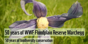 Beitragsbild des Blogbeitrags 50 Years of WWF Floodplain Reserve Marchegg | WWF Österreich