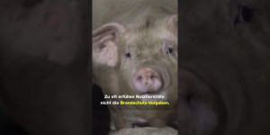 Beitragsbild des Blogbeitrags 1 Jahr Alt Tellin – 60.000 Schweine verbrannten
