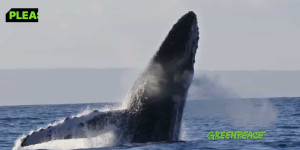 Beitragsbild des Blogbeitrags Sie können helfen, die Wale Westaustraliens zu schützen. | Greenpeace Australien