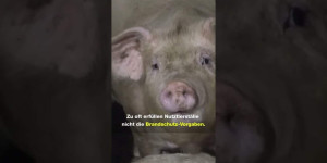 Beitragsbild des Blogbeitrags 1 Jahr Alt Tellin – 60.000 Schweine verbrannten  