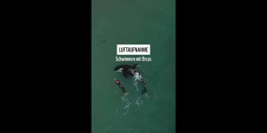 Beitragsbild des Blogbeitrags Schwimmen mit Orcas: gefährlich oder friedlich?  