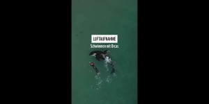 Beitragsbild des Blogbeitrags Schwimmen mit Orcas: gefährlich oder friedlich?