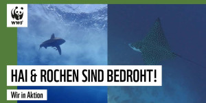 Beitragsbild des Blogbeitrags Wie wir Haie und Rochen schützen können | WWF Deutschland 