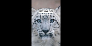 Beitragsbild des Blogbeitrags Wo leben Schneeleoparden? Und wie jagen sie? Fakten über diese weißen Bergkatzen  