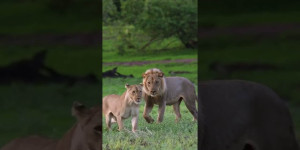Beitragsbild des Blogbeitrags Lion in love