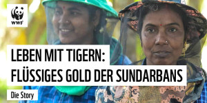 Beitragsbild des Blogbeitrags Leben mit Tigern: Das Flüssige Gold der Sundarbans | WWF Deutschland 