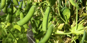 Beitragsbild des Blogbeitrags Fleisch- und papierlos: VeggieMeat setzt auf Elektronischen Datenaustausch