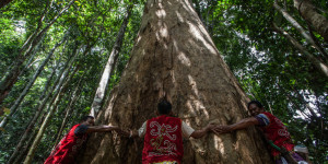 Beitragsbild des Blogbeitrags Die in Montreal ansässige Biodiversitäts-COP muss die Rechte der indigenen Völker und lokalen Gemeinschaften beim Schutz der Natur anerkennen | Greenpeace int. 