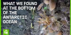 Beitragsbild des Blogbeitrags Was ist am Grund des Antarktischen Ozeans? | Greenpeace USA