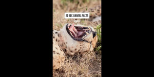 Beitragsbild des Blogbeitrags Wie schnell sind Geparden? Und was unterscheidet sie von anderen Katzenarten? 