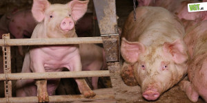 Beitragsbild des Blogbeitrags Wie lange wird das Tierleid auf #Vollspaltenboden noch ignoriert? | VGT Österreich
