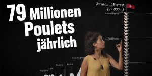 Beitragsbild des Blogbeitrags Hässlich, brutal und kurz: Das Leben eines Masthuhns in der Schweiz | Greenpeace Schweiz