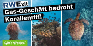 Beitragsbild des Blogbeitrags Gas-Geschäft von RWE bedroht Korallenriffe | Greenpeace Deutschland