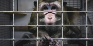Beitragsbild des Blogbeitrags Eine Mio. Unterschriften gegen Tierversuche 