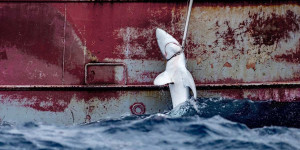 Beitragsbild des Blogbeitrags Greenpeace beschlagnahmt 30 km industrielle Fanggeräte im Nordatlantik | Greenpeace int.