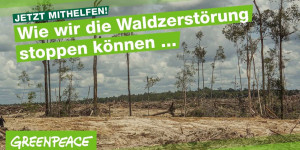 Beitragsbild des Blogbeitrags Was kann die EU tun, um die Waldzerstörung zu stoppen? | Greenpeace Deutschland 
