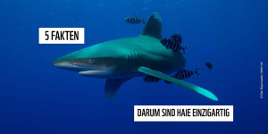 Beitragsbild des Blogbeitrags 5 Fakten über Haie | WWF Österreich