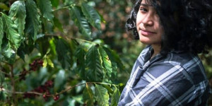 Beitragsbild des Blogbeitrags Valentina pflückt reife Kaffeekirschen auf der Farm einer RAOS-Kooperative in de… 