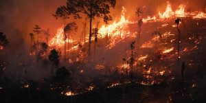 Beitragsbild des Blogbeitrags Illegale Brände im brasilianischen Amazonas erreichen höchste Zahl seit 2010 | Greenpeace int.