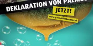 Beitragsbild des Blogbeitrags Der Anbau von Palmöl ist hauptverantwortlich für die Zerstörung des Regenwaldes …