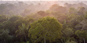 Beitragsbild des Blogbeitrags Greenpeace kritisiert neue COP27-Partnerschaft zum Schutz der Wälder | Greenpeace int. 