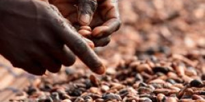 Beitragsbild des Blogbeitrags Online-Stammtisch zum Thema FAIRTRADE-Kakao 