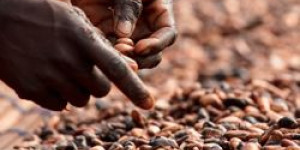 Beitragsbild des Blogbeitrags Online-Stammtisch zum Thema FAIRTRADE-Kakao